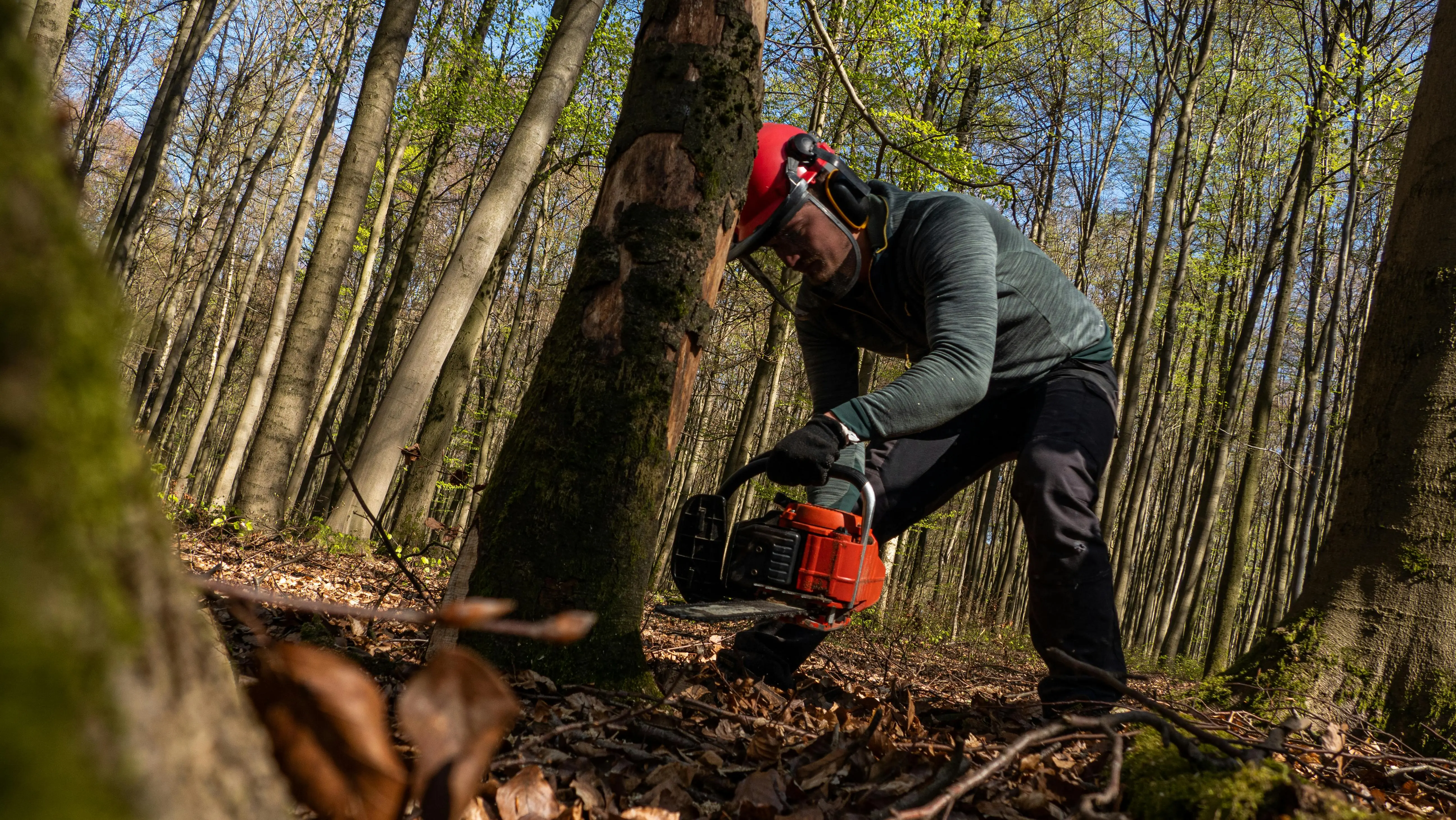 JLM Servicing professional tree crew in Sherwood Arkansas