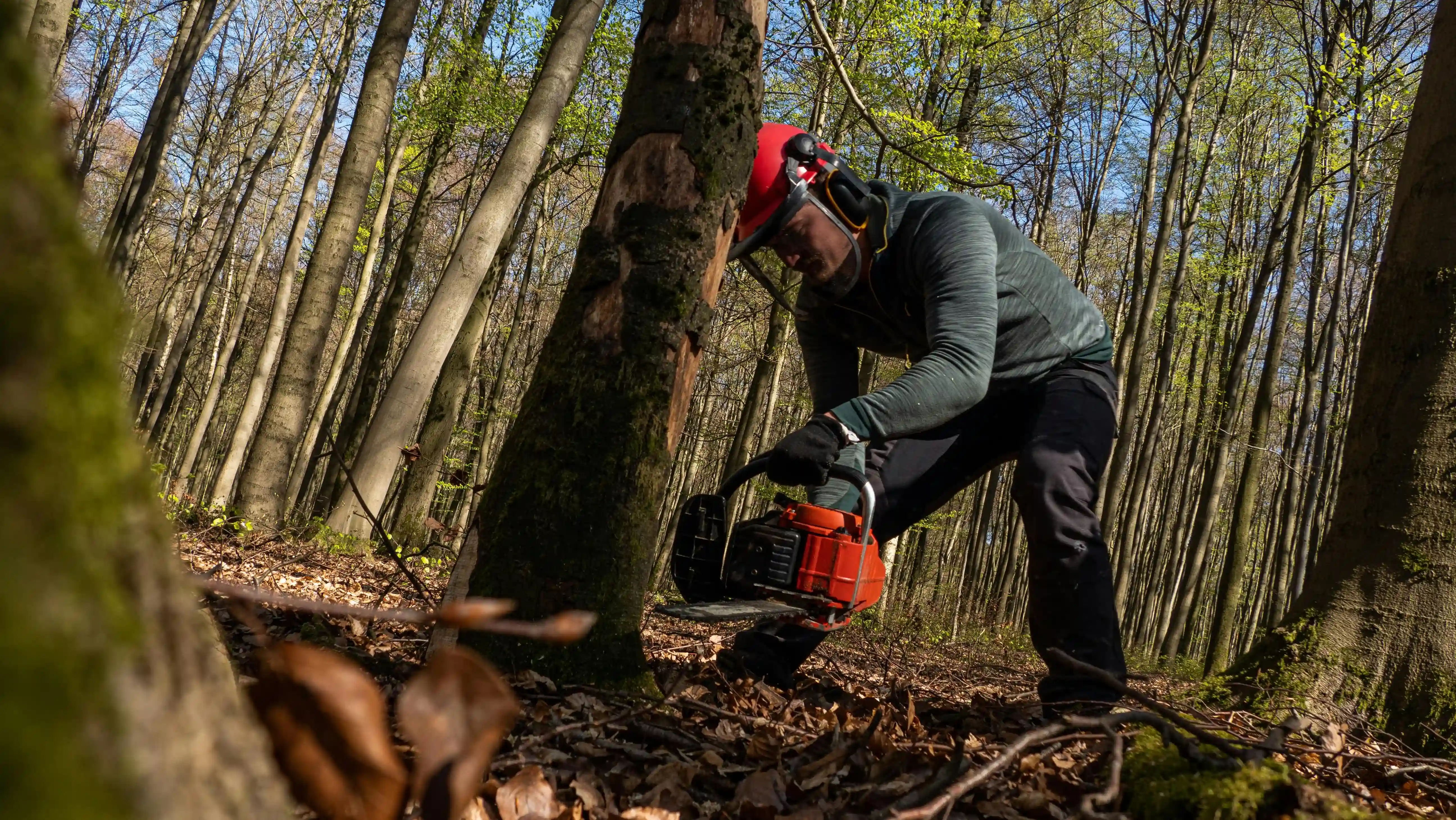 JLM Servicing professional tree crew in Sherwood Arkansas